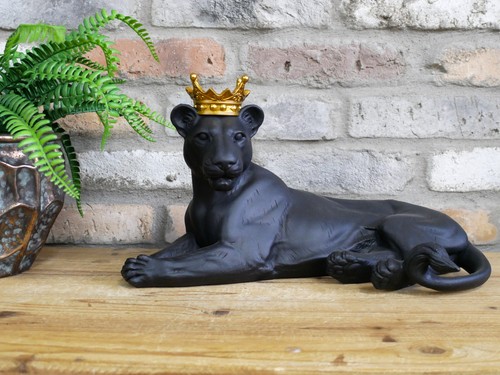 Lying black lion lioness with - lioness,