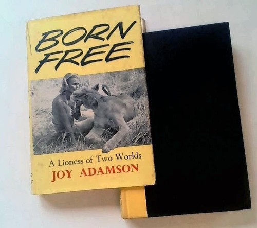 Born free lioness - lioness, of