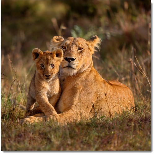 Doodlecards animal birthday - doodlecards,